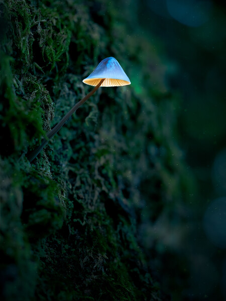 Glowing Mushroom Picture Board by Martyn Large