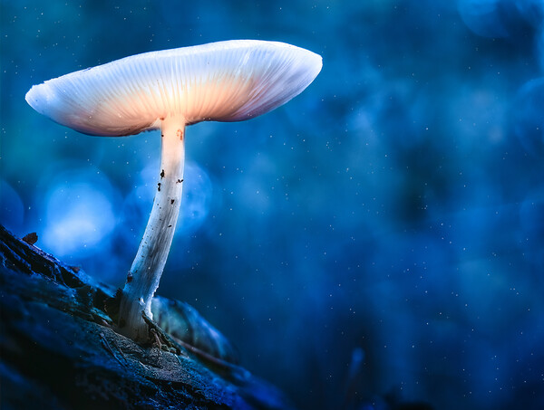Glowing mushroom (Druid's Delight) Picture Board by Martyn Large