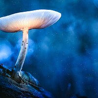 Buy canvas prints of Glowing mushroom (Druid's Delight) by Martyn Large