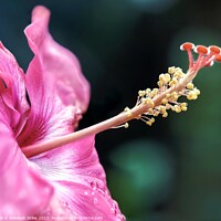 Buy canvas prints of Hibiscus in bloom by Rebekah Stiles