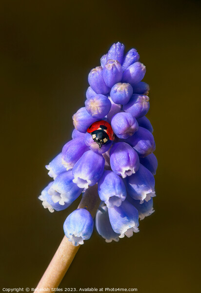 Grape Hyacinth and a ladybug Picture Board by Rebekah Stiles