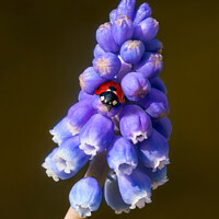 Buy canvas prints of Grape Hyacinth and a ladybug by Rebekah Stiles