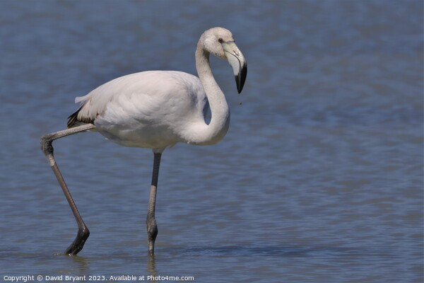Juvenile Greater Flamingo Picture Board by David Bryant