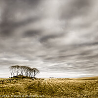 Buy canvas prints of Copse in Stubble Field Scotland by Peter Paterson