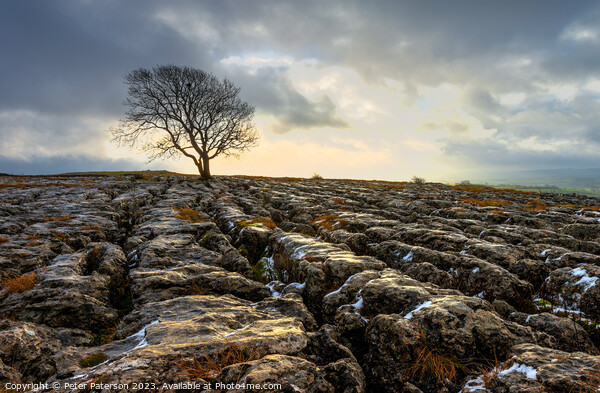Lone Tree on Limestone Pavement at Sunrise Picture Board by Peter Paterson