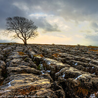 Buy canvas prints of Lone Tree on Limestone Pavement at Sunrise by Peter Paterson