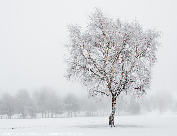 Silver Birch in Snow Picture Board by Peter Paterson