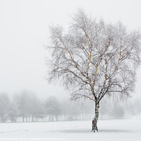 Buy canvas prints of Silver Birch in Snow by Peter Paterson