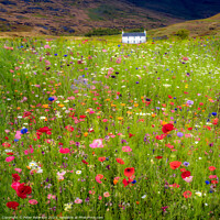 Buy canvas prints of Field of wild flowers in front of cottage by Peter Paterson
