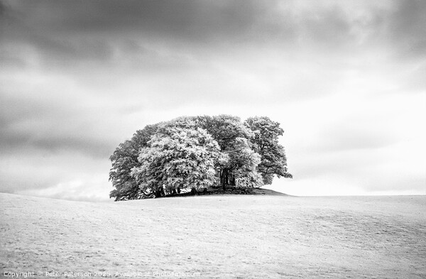 Copse of Trees in Field Picture Board by Peter Paterson