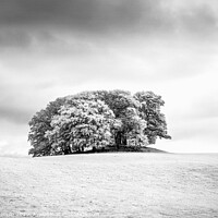 Buy canvas prints of Copse of Trees in Field by Peter Paterson