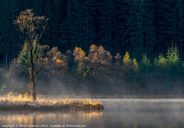 Sunlit trees on Loch Chon in the Trossachs Picture Board by Peter Paterson