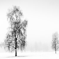Buy canvas prints of Winter Birches by Peter Paterson