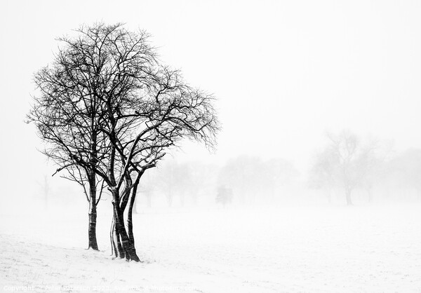 Winter scene of Trees  Picture Board by Peter Paterson