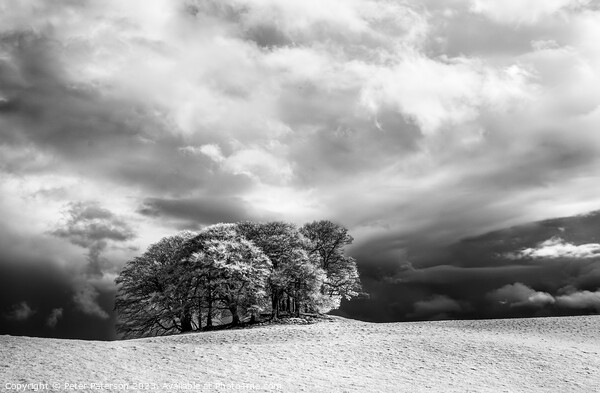 Copse of Trees in Infrared Picture Board by Peter Paterson