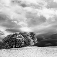Buy canvas prints of Copse of Trees in Infrared by Peter Paterson