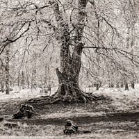 Buy canvas prints of Old Beech Tree by Peter Paterson