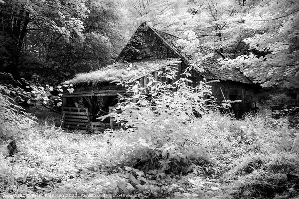 Old woodshed in Forest Picture Board by Peter Paterson