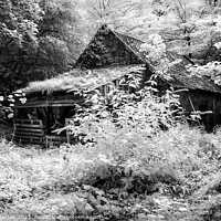 Buy canvas prints of Old woodshed in Forest by Peter Paterson