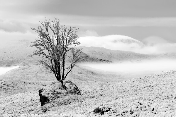 Tree in Rock in winter Picture Board by Peter Paterson