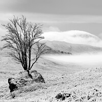 Buy canvas prints of Tree in Rock in winter by Peter Paterson