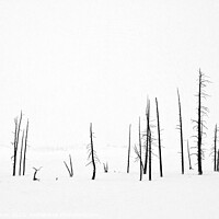 Buy canvas prints of Lodge Pole Pines in Snow by Peter Paterson