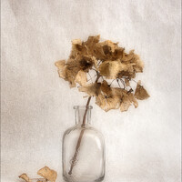 Buy canvas prints of Hydrangea Seed Head in Bottle by Peter Paterson