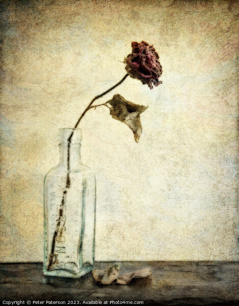 Rose in Antique Bottle Picture Board by Peter Paterson