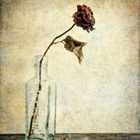 Buy canvas prints of Rose in Antique Bottle by Peter Paterson
