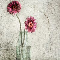 Buy canvas prints of Two Flowers in Bottle by Peter Paterson
