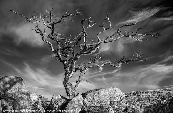 Tree on Rocks Picture Board by Peter Paterson