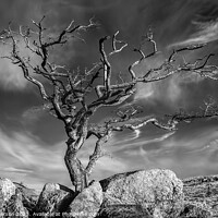 Buy canvas prints of Tree on Rocks by Peter Paterson