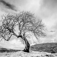 Buy canvas prints of Twisted Tree by Peter Paterson