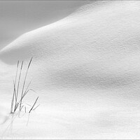 Buy canvas prints of Grasses in Snow by Peter Paterson