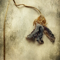 Buy canvas prints of Dried Flower by Peter Paterson
