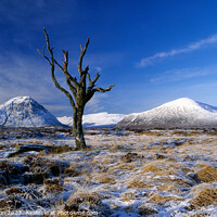Buy canvas prints of Dead Tree on Rannoch Moor by Peter Paterson