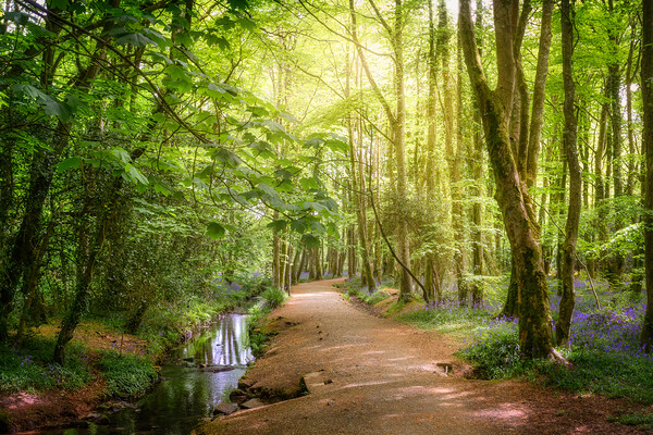 Serene Forest Walk Picture Board by Matthew Grey