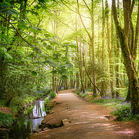 Buy canvas prints of Serene Forest Walk by Matthew Grey