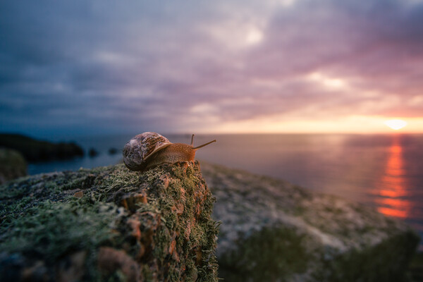 Even snails enjoy a good sunset! Picture Board by Matthew Grey