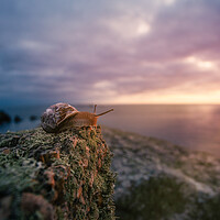 Buy canvas prints of Even snails enjoy a good sunset! by Matthew Grey