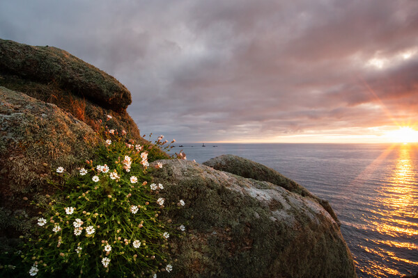 Serene Sunset over Lands End Picture Board by Matthew Grey
