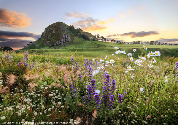 Wildflowers beneath Loudoun Hill, Ayrshire, Scotla Picture Board by Fraser Duff
