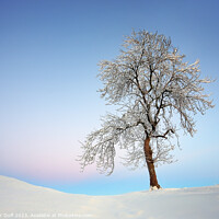 Buy canvas prints of Winter Tree, Auldhouse, Scotland by Fraser Duff