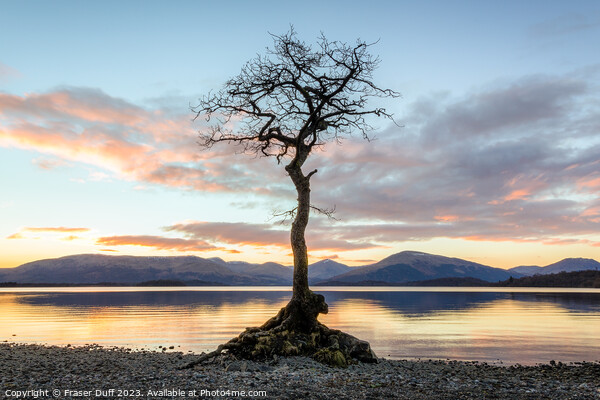 The tree at Milarrochy Bay, Loch Lomond, Scotland Picture Board by Fraser Duff