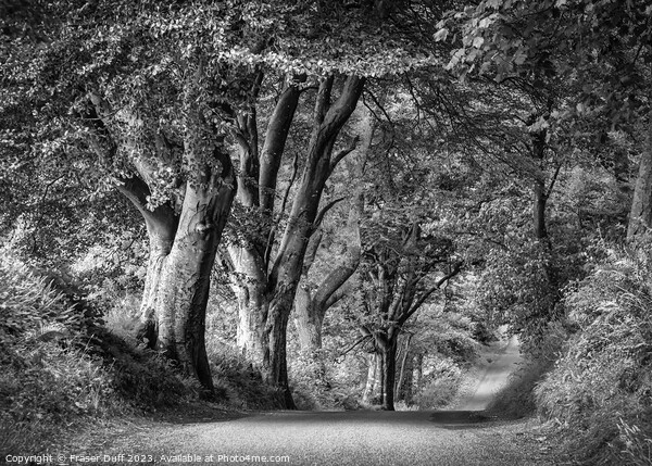 Woodland Roadway in Monochrome, Gelston, Dumfries  Picture Board by Fraser Duff