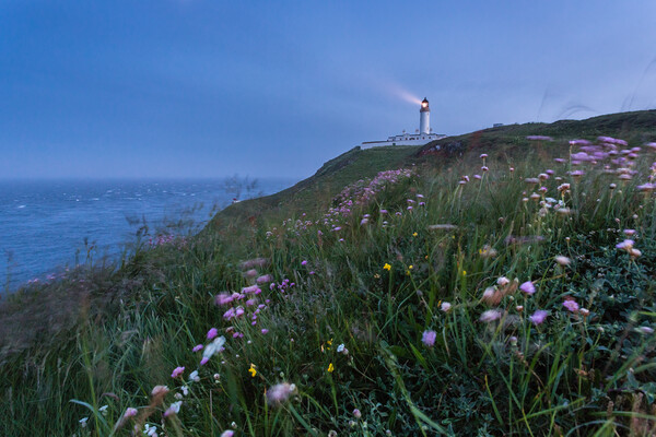 Wildflowers at Mull of Galloway Lighthouse Picture Board by Fraser Duff
