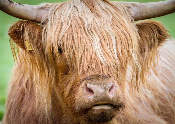 Portrait of Maisie, The Highland Cow, Isle of Mull Picture Board by Fraser Duff