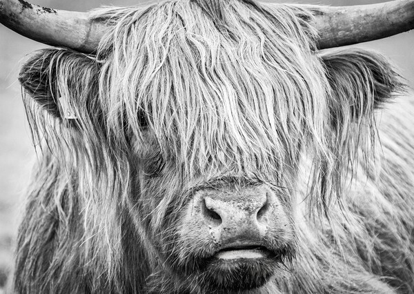 Black and White Highland Cow, Mull, Scotland Picture Board by Fraser Duff