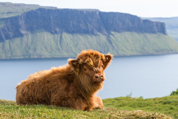 Highland Cow Calf, Isle of Mull, Scotland Picture Board by Fraser Duff