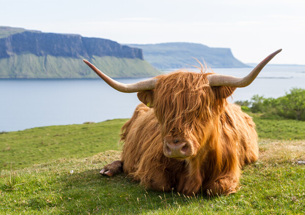 Highland Cow, Isle of Mull, Scotland Picture Board by Fraser Duff